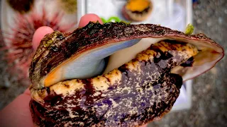 How to Clean and Cook Abalone