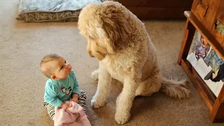 When we teach each other to grow up - Cute dog and their little angel friend