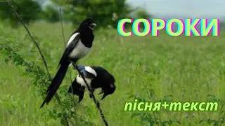 Сороки/ пісня+текст/ середній та старший вік