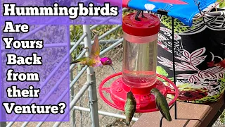 Hummingbirds Flock Back to Our Window from Super Blooms & Hummingbird Feeder Homemade Recipe Nectar