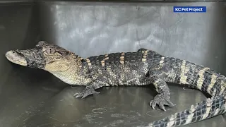 Missing alligator found alive in Kansas City