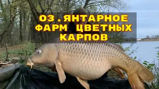 прямой эфир русская рыбалка 4 рр4 rf4 russian fishing 4 stream live стрим лайв общение онлайн игра