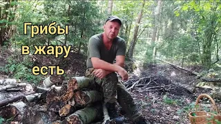 Белые грибы, подосиновики растут в жару. Достаточно пару дней.