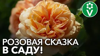 7 лучших сортов АНГЛИЙСКИХ РОЗ, которые наполнят ваш сад романтикой!