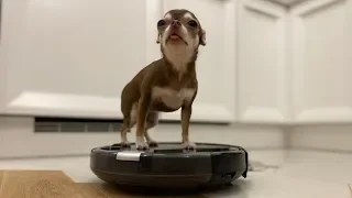 The iLife A6 Robot Vacuum Cleaner has almost sucked a dog! This is a must see!