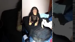 Rescued baby chimp