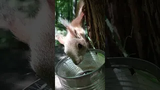 Бельчонок очень хочет пить / The squirrel baby is very thirsty #squirrel #cuteanimal #животные