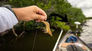 Fishing with Live Shrimp is CHEATING! (Too Easy)