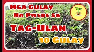 Mga Gulay na Pwedeng Itanim sa Tagulan