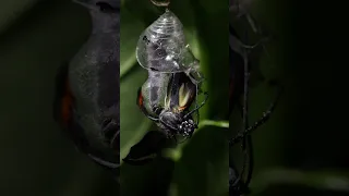 A Glasswing Butterfly is Born | Deep Look #Shorts