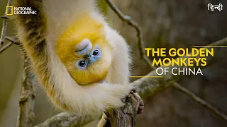 The Golden Monkeys of China | China's Hidden Kingdoms | Full Episode S01-E05 | हिन्दी | #NatGeoIndia