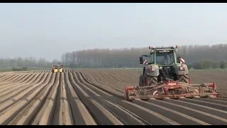 How potatoes are grown in Europe