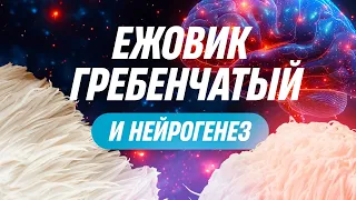 Никита Метелица. Ежовик Гребенчатый и нейрогенез.