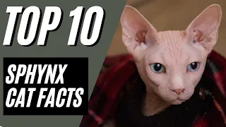 SPHYNX CAT  - Top 10 Facts and things to know about the Sphynx Cat