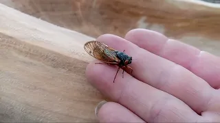 My Friend, The Cicada