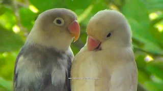 Lovebird Chirping and Singing - White Head Black (Mauve) Pied & Moccha