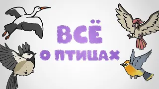 Всё о птицах [Минутка Земли]