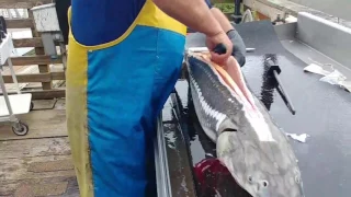 Sturgeon Cleaning and Filleting Demo