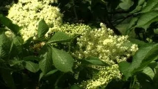 Elderflowers help Romania's rural economy blossom