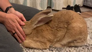Sad reason why bunny keeps asking for hugs