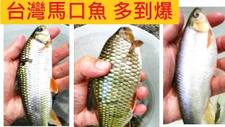 台灣馬口魚 多到爆 @苦花今年比較多 @石斑胖到變鯉魚