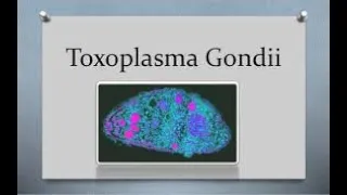 Toxoplasmosis. Dra. Marisol Sandoval. 2da parte