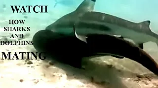 SHARKS AND DOLPHINS