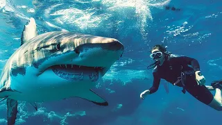 Marine Biologist MESSES With The Wrong Shark...