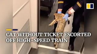 Cat in China escorted off high-speed train after being caught without ticket