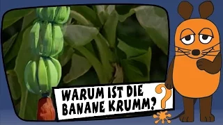 Warum ist die Banane krumm? - Sachgeschichten mit Armin Maiwald