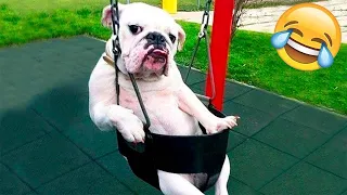 New Funny Animals 2024 🤣 Funniest Cats and Dogs Videos 😹🐶 Part 21
