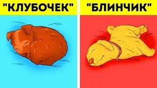 Что Означает Поза, в Которой Спит Ваш Пес?