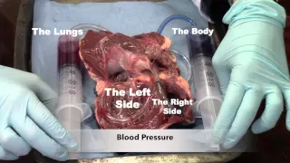 Heart Function and Blood Movement