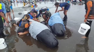 Дельфины выбросились на берег в Новой Зеландии 2017