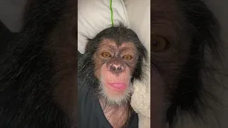 SLEEPY TIME WITH A BABY CHIMP