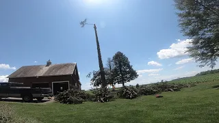 Full Tree Removal time lapse and regular video