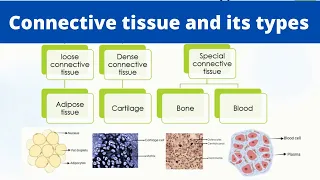 Connective tissue and its types | Animal tissues | Biology