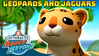 Octonauts: Above & Beyond - 🌎 Leopards, Jaguars and other Wild Cats! 😼 | Compilation | @Octonauts​