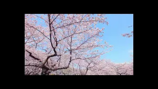 北国の春　　テレサ・テン     northern    spring        Teresa   teng