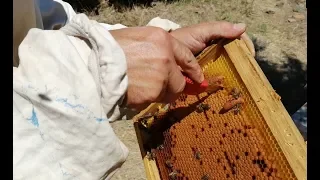 Bölme yaparak ana arı üretme işlemi