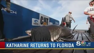 Katharine the great white shark returns to Central Florida waters