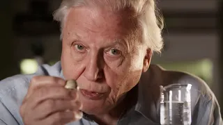 How Are Eggs Made? | Attenborough's Wonder of Eggs | BBC Earth