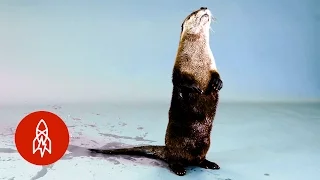 Back from the Brink: The North American River Otter