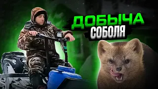 Охота на соболя капканами! Добыча соболя! #капканынасоболя