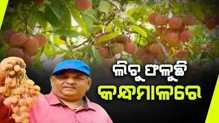 Bazaar Halchaal: Meet The 'Lichi Man': A Pioneer Of Massive Cultivation In Kandhamal