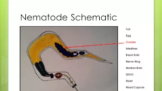 Nematode Anatomy