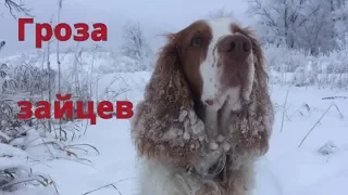 ОХОТА НА ЗАЙЦА-РУСАКА СО СПАНИЭЛЕМ!