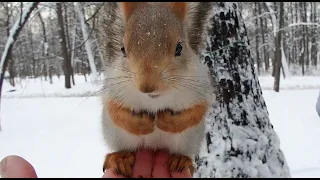 Опять кормлю незнакомую белку / I'm feeding an unfamiliar squirrel again