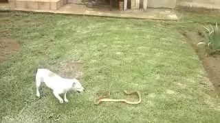 Jack Russell vs Cape Cobra