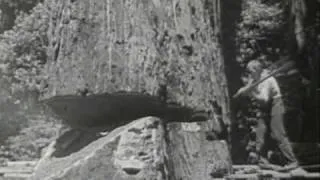 Redwood Lumber Industry, Northern California - 1947